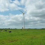 Turbine and cows